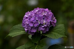 紫陽花