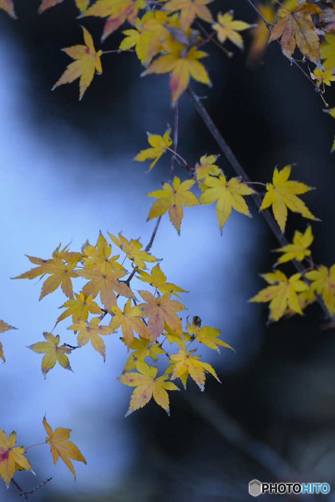 西方院のもみじ