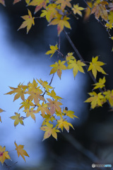 西方院のもみじ