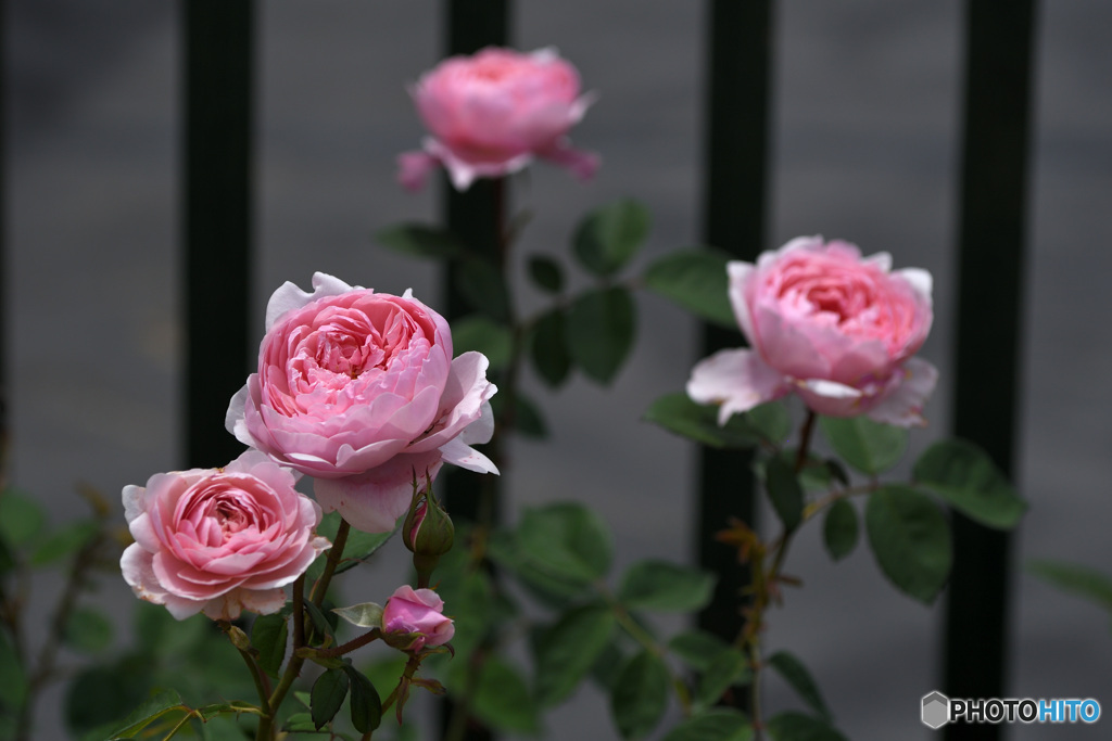 格子の薔薇