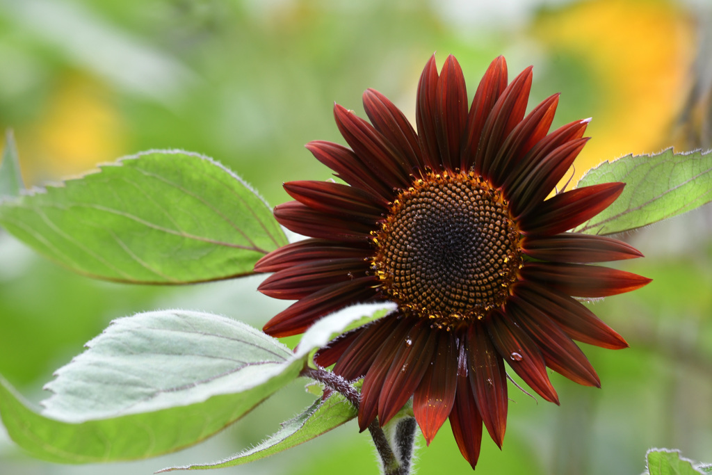 ムーランルージュ