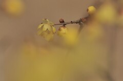 すんごくいい香り