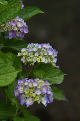 紫陽花