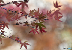 昨日の風で散ったかも