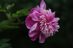 ゴージャスな芍薬