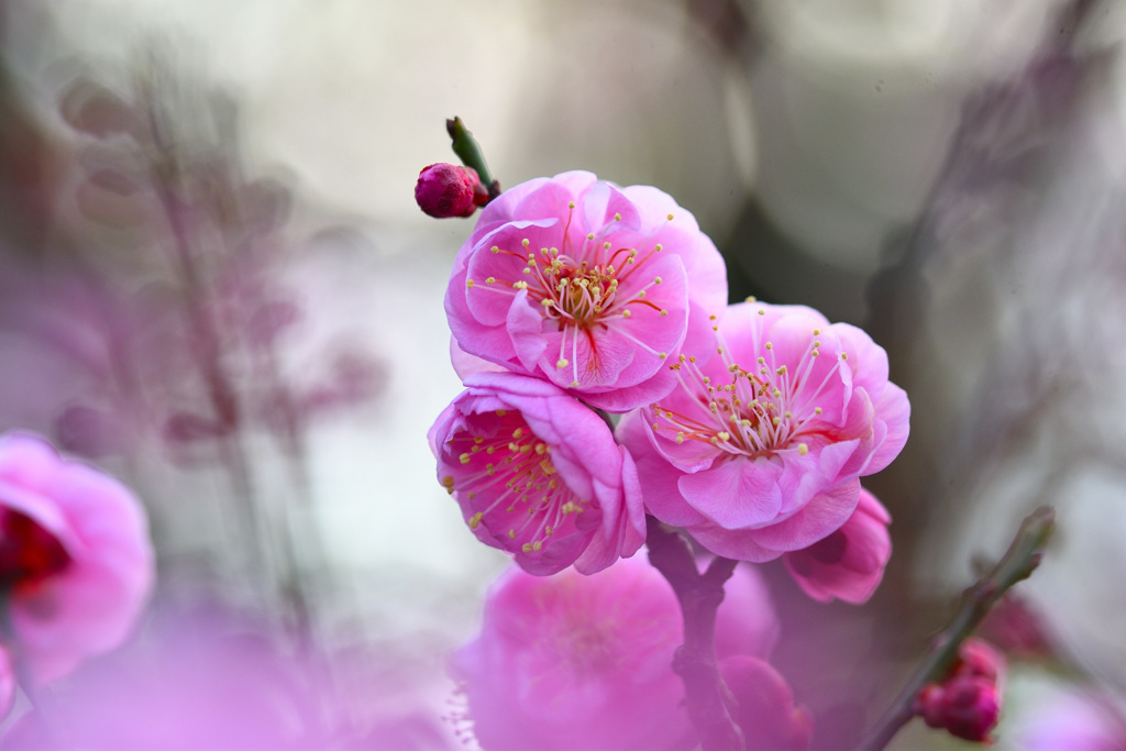 ピンクの花たち