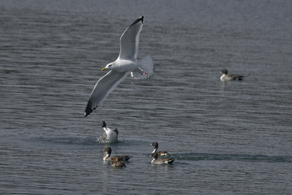当たるがな、オイ！
