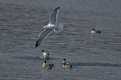 当たるがな、オイ！