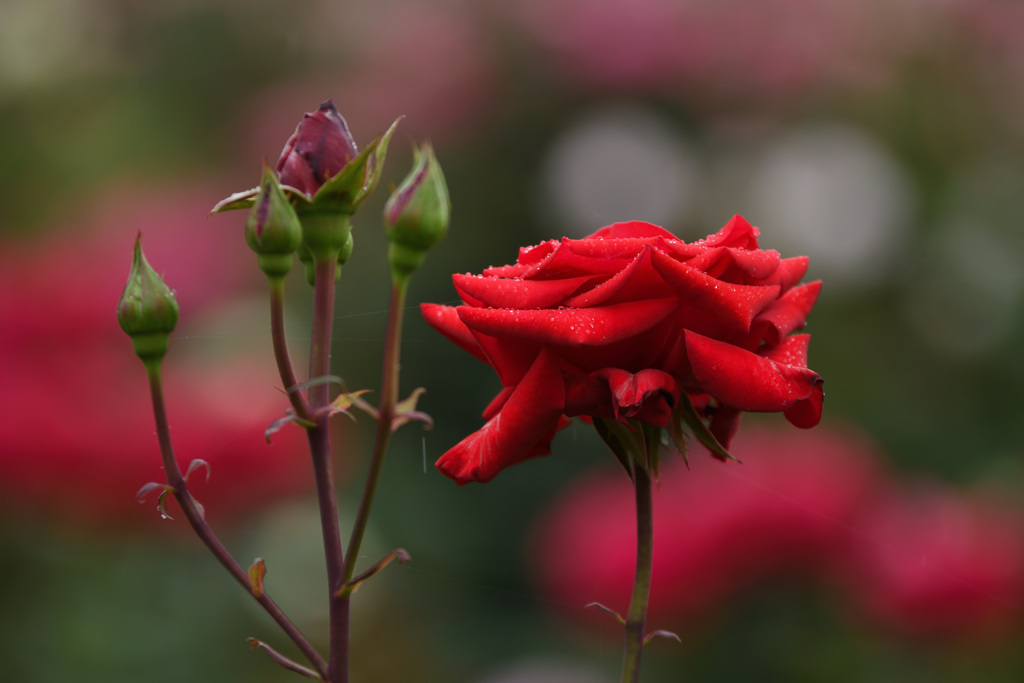 バラ園の赤い薔薇