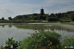 あぜ道に咲く花