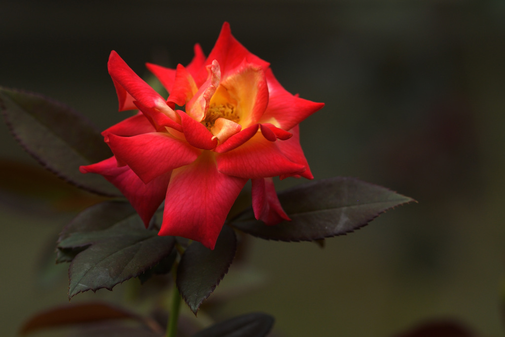 艶姿　花魁