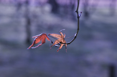 もう限界です、、