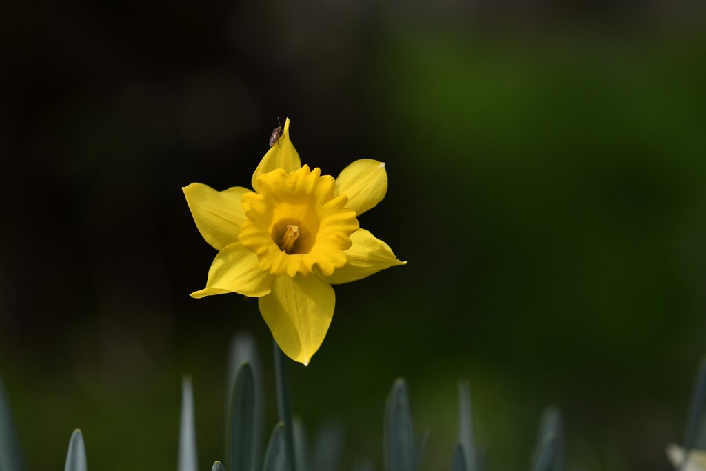 ん、また虫が来た