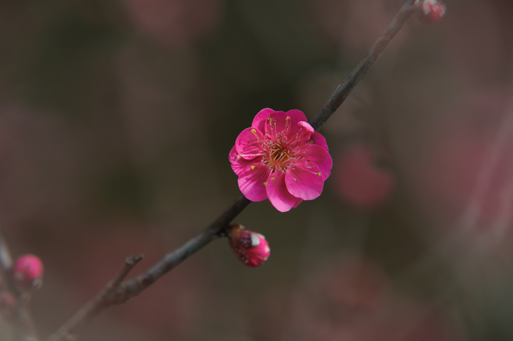花梅かんざし