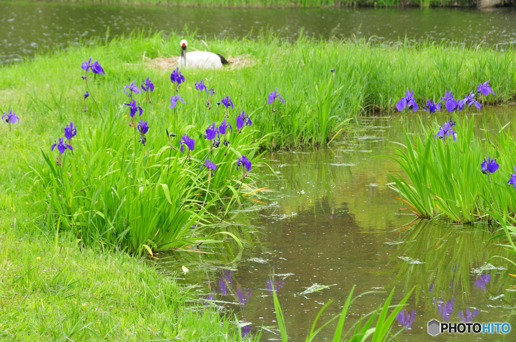 水辺のカキツバタ