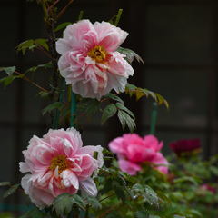お寺の牡丹