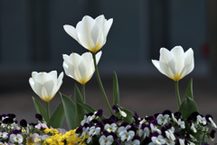 花壇の白いチューリップ