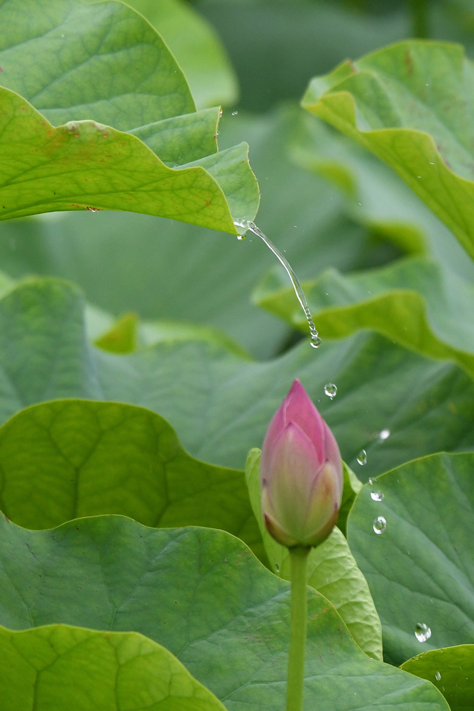 花手水