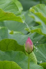 花手水