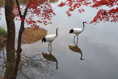 紅葉にタンチョウ鶴