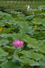 おっ、ハスの花か、