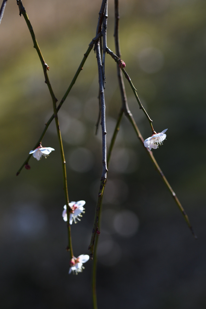 控えめな枝垂れ梅