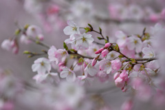 余慶寺の桜