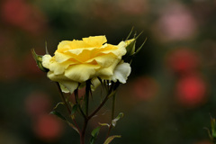 春の黄バラ