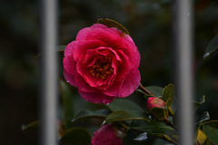 隣んちのさざんか