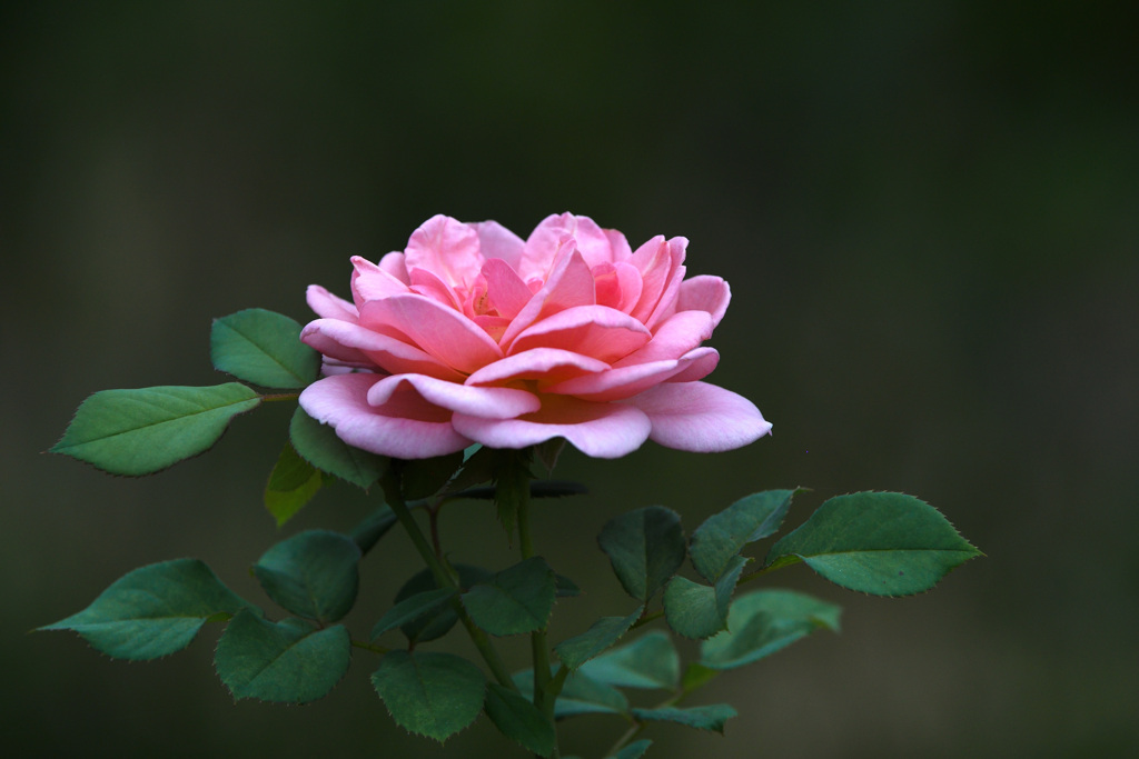 ９月の薔薇