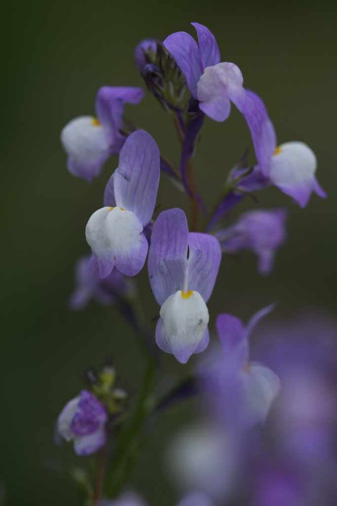 姫キンギョソウ