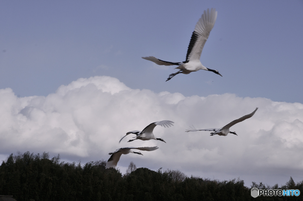 タンチョウ新年を翔ぶ