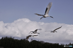 タンチョウ新年を翔ぶ