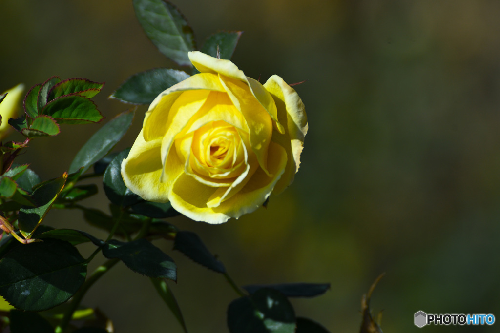 バラ園の冬薔薇