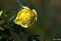 バラ園の冬薔薇