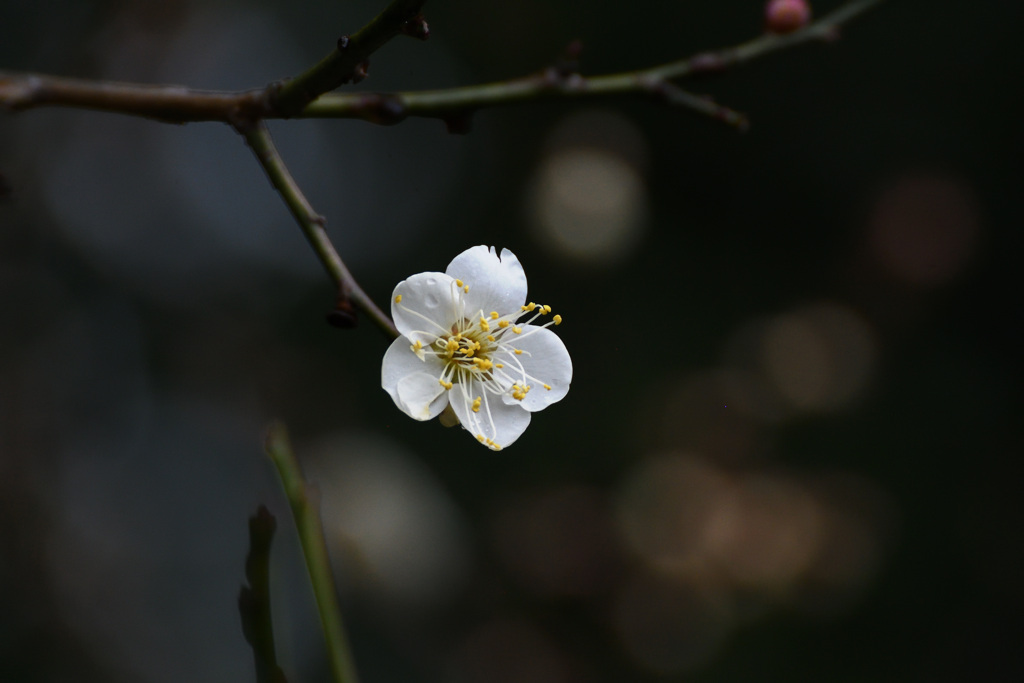 白梅も咲いていた