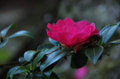 山茶花