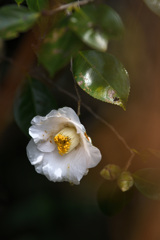 華に輝く