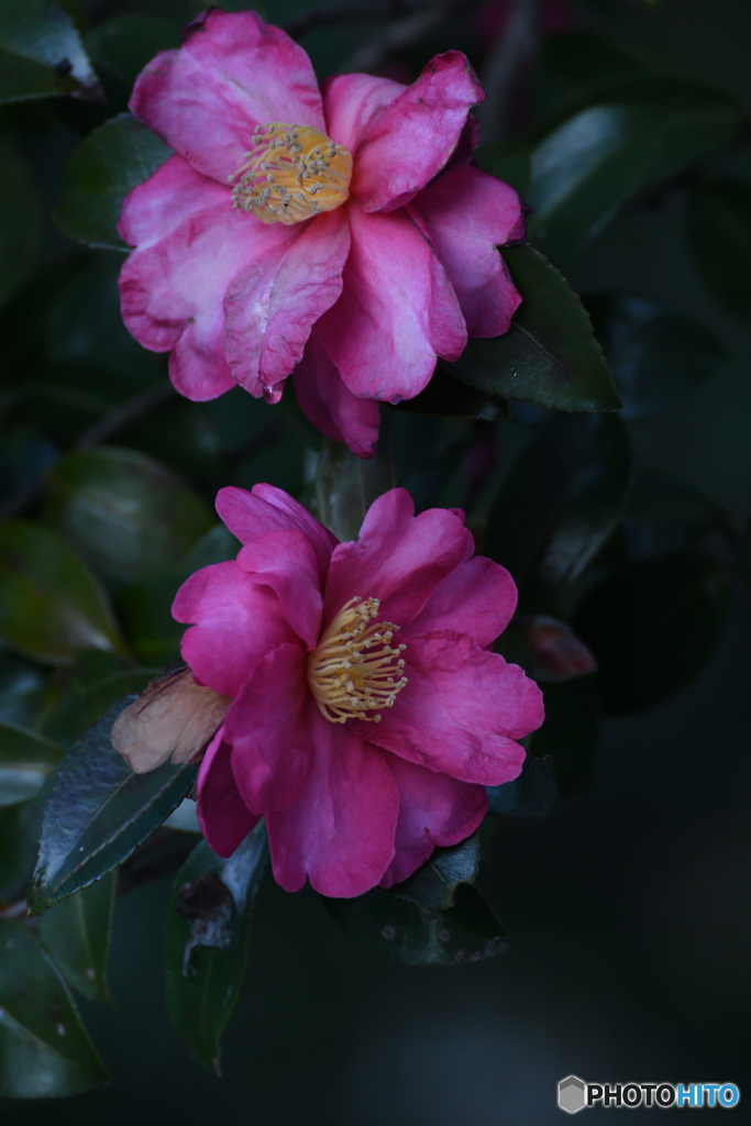 赤穂城址の山茶花２