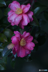 赤穂城址の山茶花２