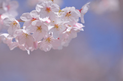 ふんわり桜