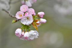 河辺の八重桜