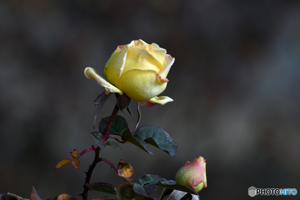 よく頑張ったね