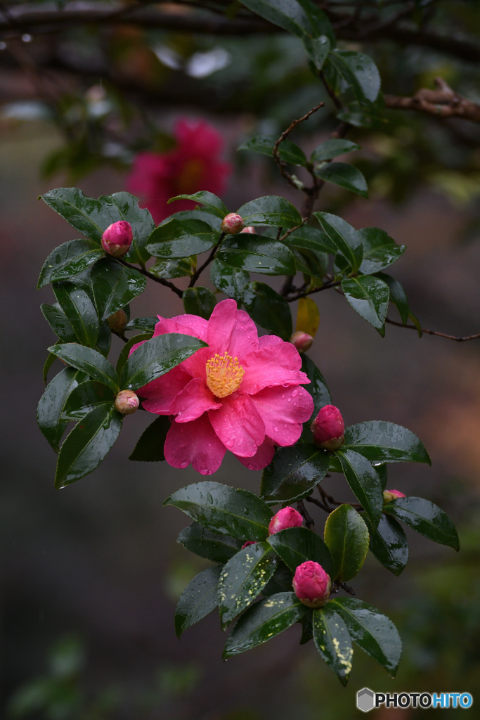 三徳園のさざんか