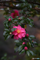 三徳園のさざんか