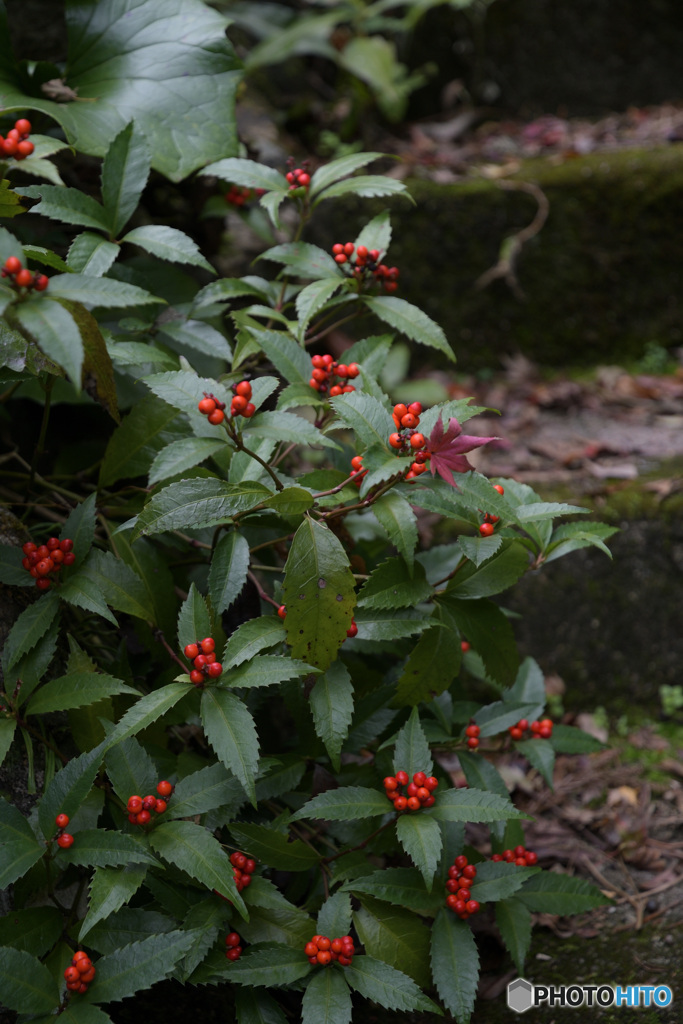 お寺の参道階段