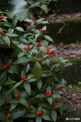 お寺の参道階段