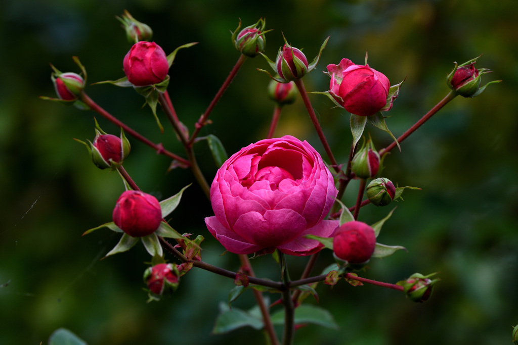 雷さんみたいな薔薇