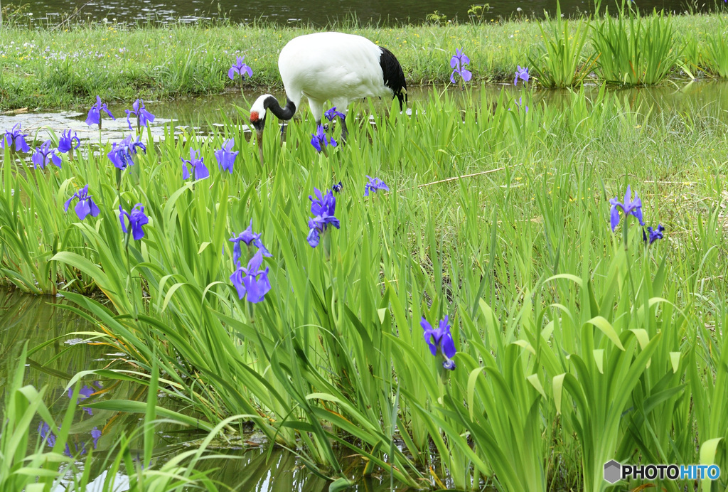 燕子花に鶴