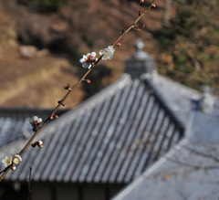 普門院の梅